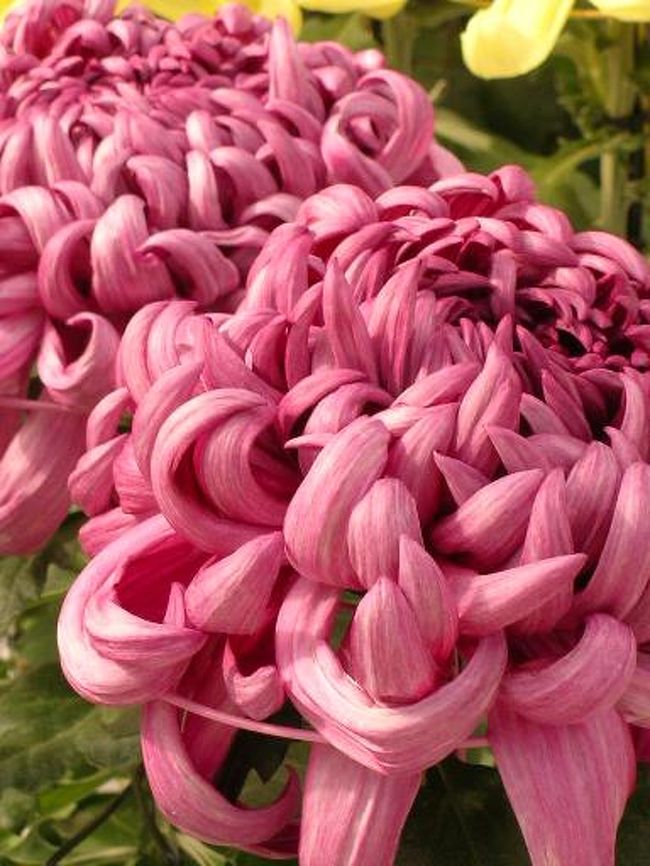 菊の栽培は大変手の懸かるものだそうです<br />見事は花に見とれました