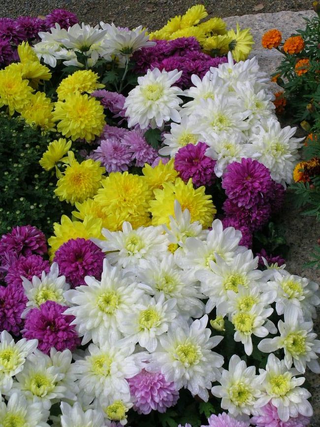 まるで花のじゅうたんでした