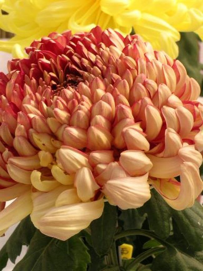 色がきれいでした