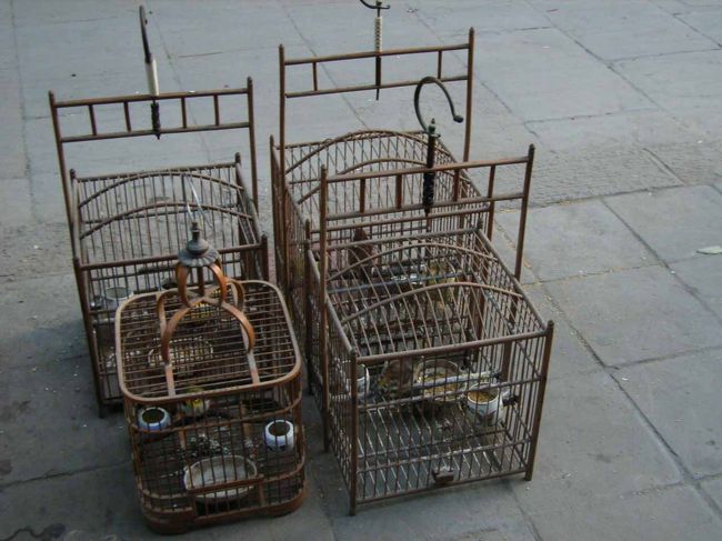 書院門古文化街の道端で。鳥籠を軒先に吊るしたり道端に置いたりして鳴き声を競わせている。<br />