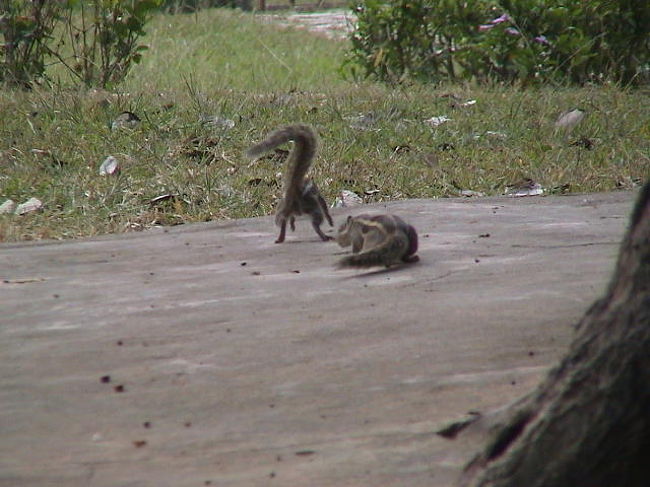 菩提樹の木の脇で戯れるりすであります<br />
