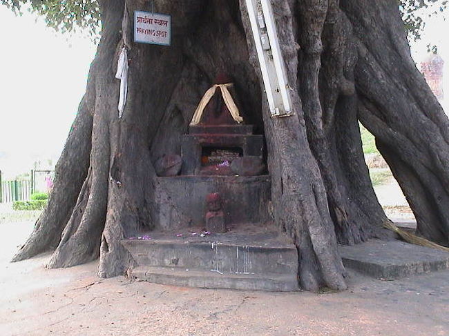 かなり大きな菩提樹の木<br />なかが祠になっていて仏像が祭ってある<br /><br />