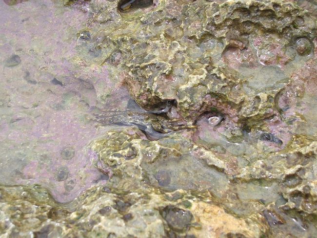 高雄の浜辺も色んな小さい動物の住まいとなるねぇ。この好運な子カニは速く岩穴の中に隠し込んだから、僕らに捕まえられなかった！そして敵の動静を見詰めているらしい...