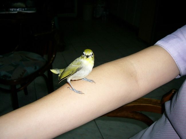 我が家の新メンバー、叔母ちゃんの飼いスズメ大宝です！