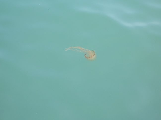 おっ！信じ難いですが、クラゲが確かに港内で浮かんで来た！