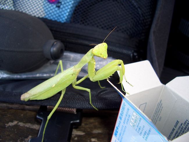 館内のテラスで休憩ながらこのカマキリはひっそりと僕らのかばんの上に来たんだ。おい、殺気を持つお前はいったいどこから！？