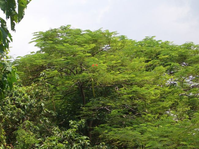 領事館を山下に繋ぐ古い階段で下がった間、今年最後の鳳凰花を見ました。やはりこの頃は最も綺麗な花期を見逃したんだと思う！