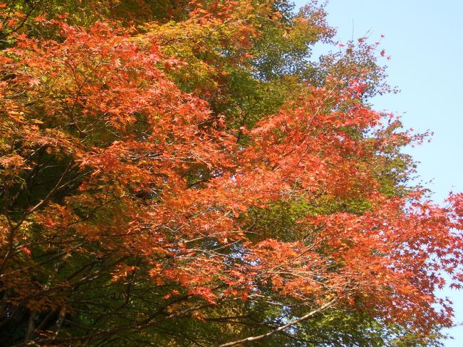 今年は、滋賀を回ってから福井越前に行く予定が、彦根で大きな事故があったため通行止めとなり岐阜をまわって行く事に･･･<br />（これが後々よかったーということになるんだけど･･･）<br />東海北陸道のＳＡでポスターを発見。<br />急遽美濃で降りて、楓谷のヤマモミジ樹林を見に、大矢田神社へ。