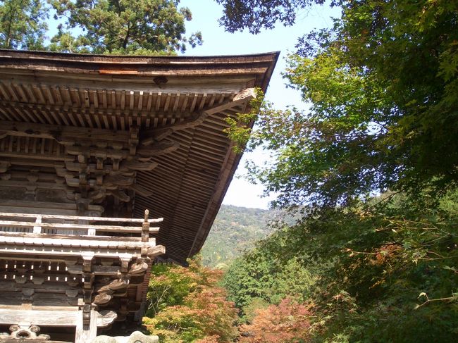 インターを降りて少し山を登ると大矢田神社。<br />モミジの古木がたくさん生えていた。<br />でも、今年は暖冬なのでまだ早かった･･･<br />今度はもっと色づいた時に来たいなー。