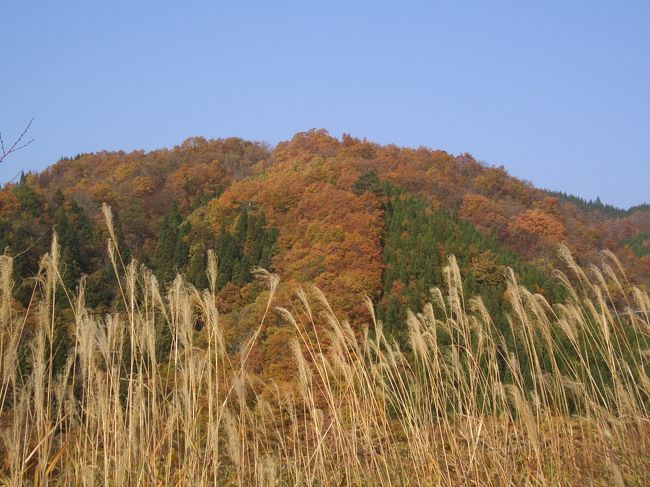 九頭竜湖沿いの山々は今が紅葉の盛り。<br />赤よりは黄色が映えていた。
