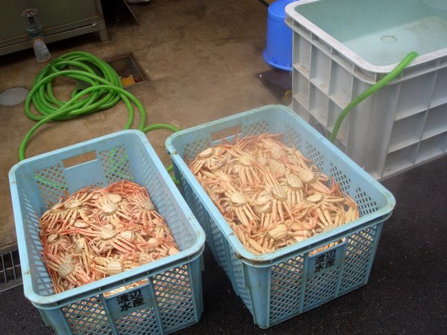 おみやげにカニを送るついでに、「ゆでたて入れるよ」って言ってもらって買って帰ったセイ甲かに。<br />この卵が珍味でおいしい。<br />今年は暖冬でまだあまりカニが採れないらしい。<br />越前カニは砂地で育ったカニなので臭みがなく、身もするっと取れないほどしっかりしているのだそう。<br />石川県産のカニの倍はするのも納得の味。