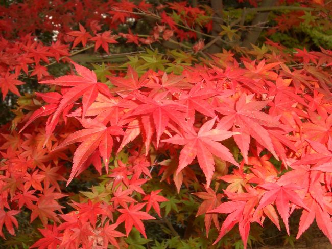 境内の紅葉。<br />人の少ない落ち着いた雰囲気の庭によく合っていた。<br />それでも全体的にはまだ早いかなと言った感じ。