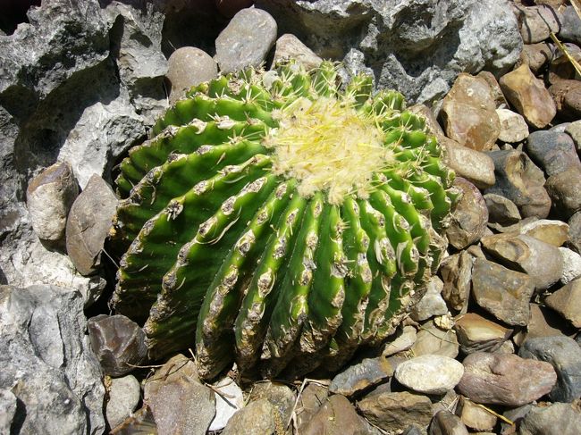 庭は濃い緑や色とりどりの花でいっぱいです。さすが、テキサス、サボテンもたくさん生えています。