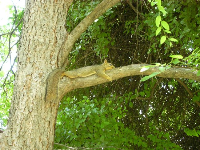 街中なのに、リスがいっぱいいました。