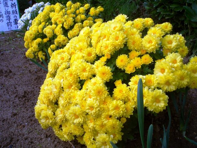 <br />さあ、九十九里七福神巡りの旅、如何でしたでしょうか？<br /><br />徒歩で廻るとたっぷり一日かかります。<br />車で廻ると半日コースです。<br /><br />皆さんも、七福神の御利益にあやかりませんか？