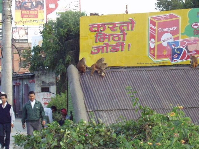 フツーに猿がいたりします