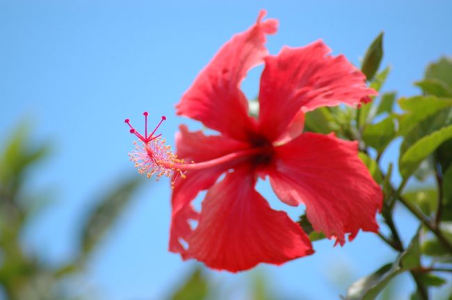 ハワイといえば、ハイビスカスですね。<br />