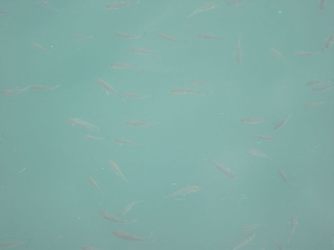 船の周りを泳いで回った魚もいっぱい。残念だね、餌を持ってなかったので遊べなかった！