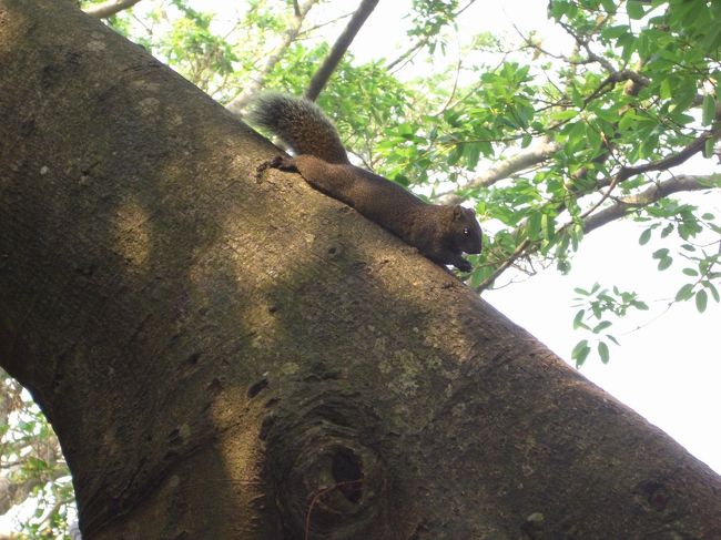 柴山は世界一の台湾猿の生息地になって色んな野生動物がここで見えます。翌日、我が家の後花園らしい柴山自然公園へ行きました。赤腹リスは高雄の山林でいつも見える動物として台湾猿と、ハクビシンとは柴山での哺乳類三つ組と思います。