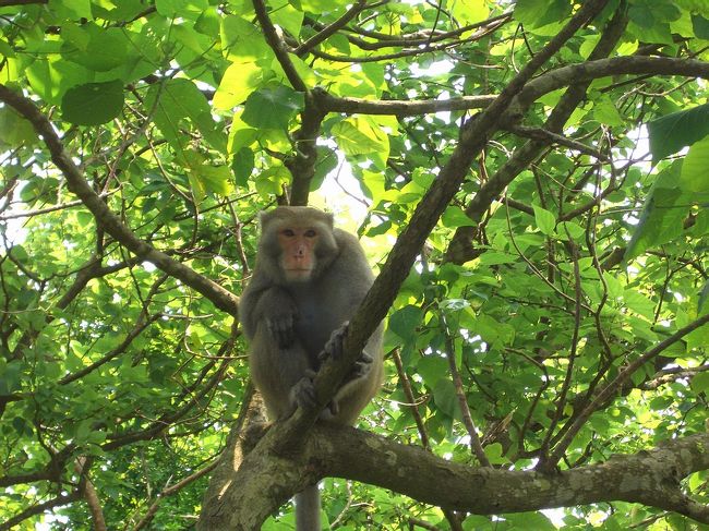 お茶を飲みながら、この台湾猿が登場... こいつは何かを待つように孫悟空のポーズをとりましたね！