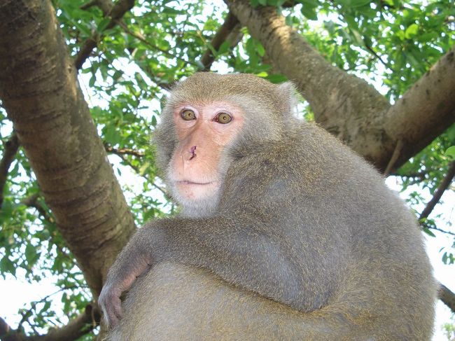 友達俊明さんは勇気を奮ってこんなに近距離でこの猿を撮ったんだ。この鼻のない猿は必ず猿王の争いで勝利者に傷つけられたものだと思います！
