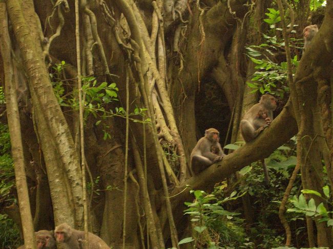 そして、猿のベビールームを発見！だれも自分の若い子を抱きしめて、人みたいな偉い母の愛を感じちゃいました。でも蚊が多過ぎて、お祖母さんにも認められないようになりたくなかったので、僕達はすぐそこを離れた。