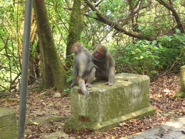 猿たちのノミ取り時間。君の身にいるノミを頂戴してくださいよ！