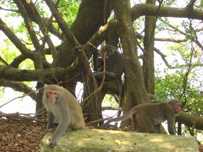 僕らが近付いたから、猿達は警戒し始めていた！