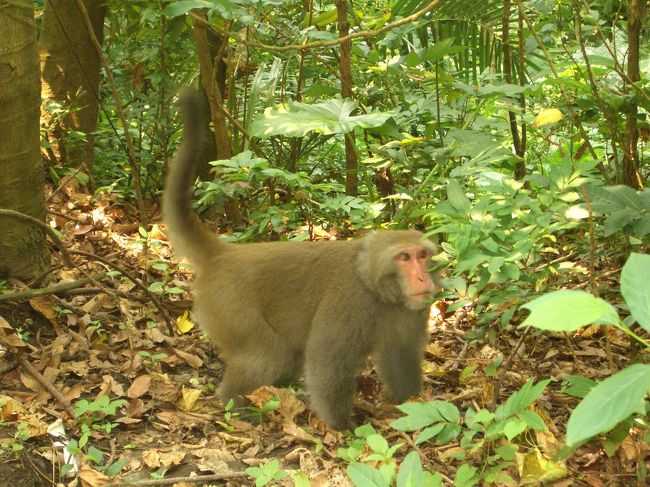 こいつの歩き姿より、必ず猿王と間違いない！荒いやつ、僕達を脅かせると思ったか！？
