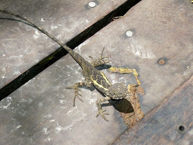半屏山の歩道でこのトカゲに会いました。こいつは完全に動かなかったと僕に撮らせました。分かりのいい子ですね！