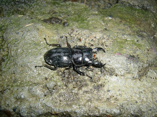 かっこういいじゃん！？こいつは僕の捕まえたクワガタムシ、名前は小秋です。