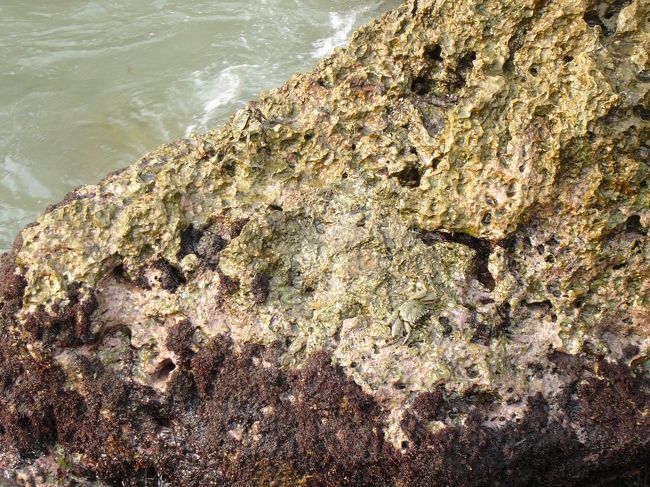 岩の上に速く這い回ったカニ達が本当に見難かった！