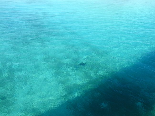 マンタに会えました。ムリ橋の上からのショットです。