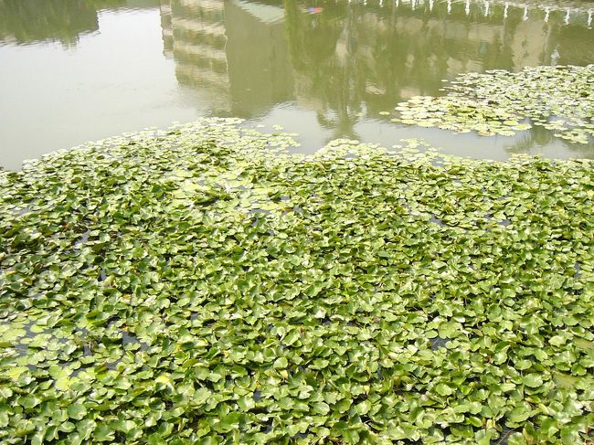 保安橋の上から湖面で浮ぶたくさんの蓮をよく見えました。日光が葉で綺麗に反射したが、あまり花が咲かなかった...