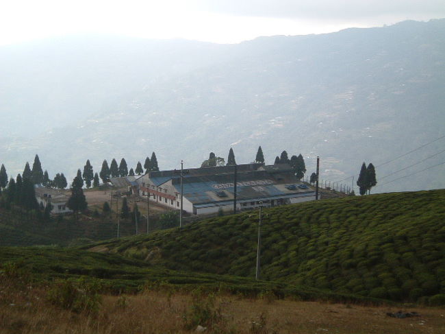 3軒めの紅茶工場。その道のりは道悪で危うく酔いかけた。