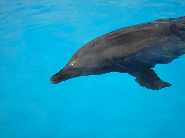 人工尾をつけたイルカのフジ<br />原因不明の病気で尾びれの75%を失ってしまいましたが、人工尾をつけることにより元気に泳ぎ回っていました。<br />