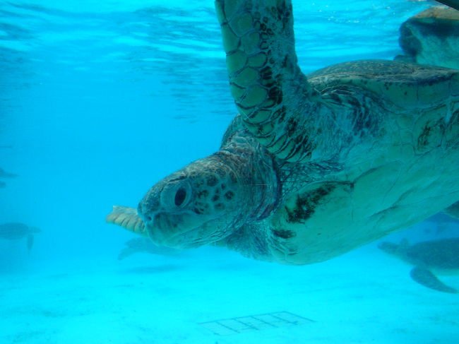 海中からみた海ガメ<br />つぶらな瞳がｽﾃｷです☆