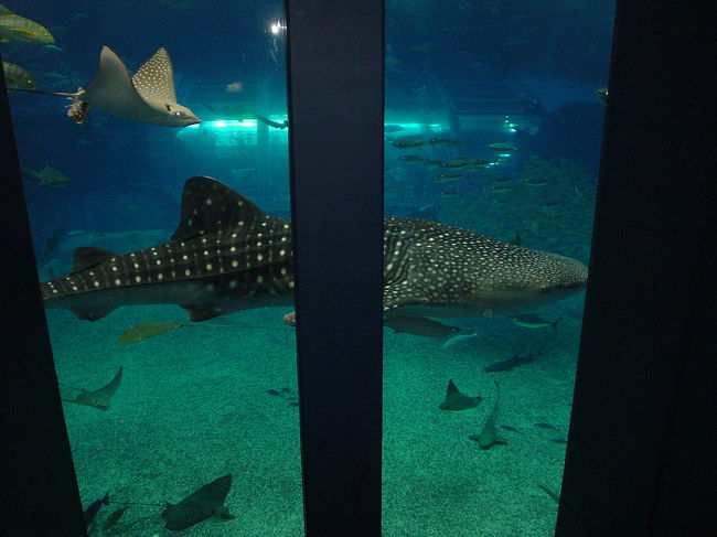 巨大なジンベイザメ。