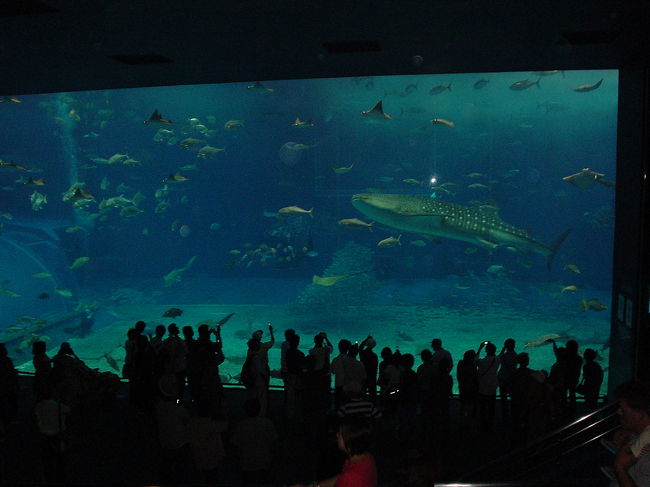 世界一のサイズを誇る美ら海水族館の水槽。