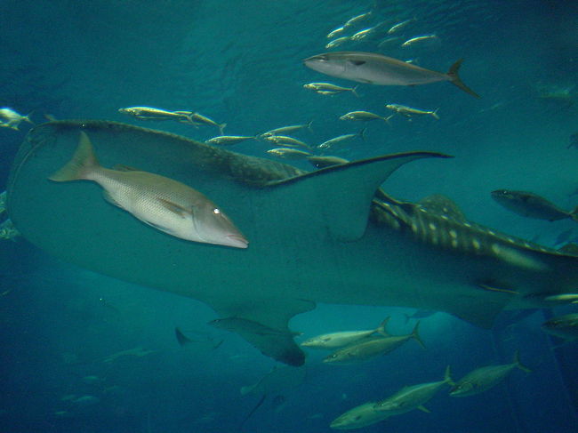 ジンベイザメとコバンザメ(?)