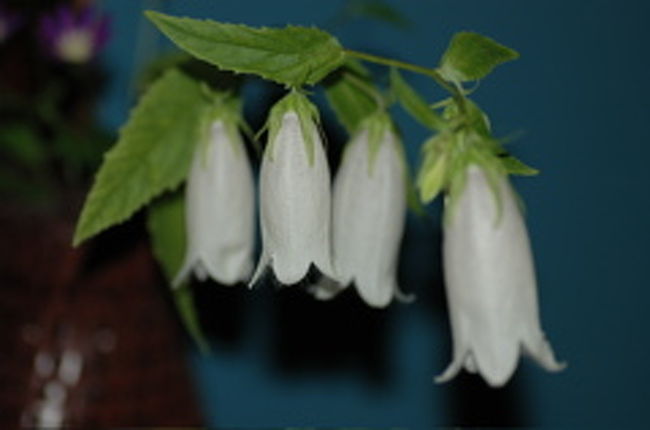 宿の古い廊下に飾られていた花。<br />とっても風情あり！