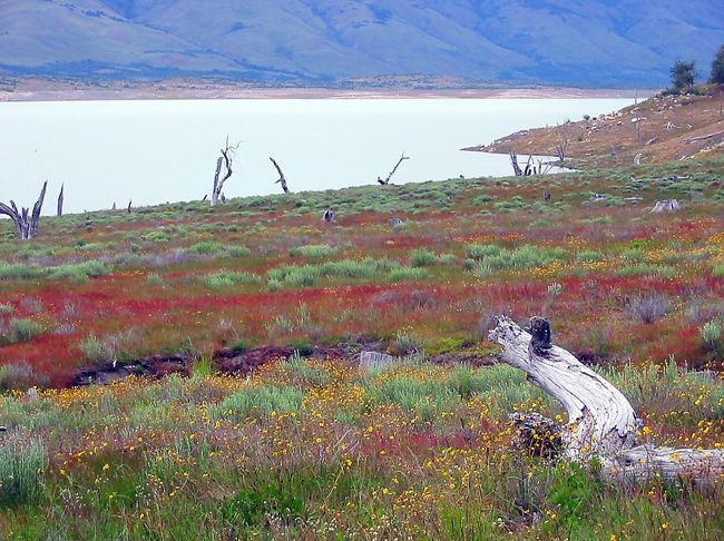 短い夏を謳歌するように一斉に花が咲きます