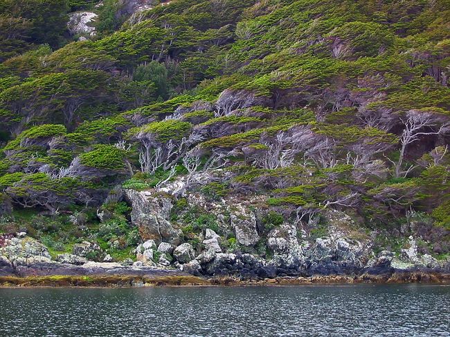 1年の大半を強い風に吹付けられて、こんなになってしまった木が沢山あります