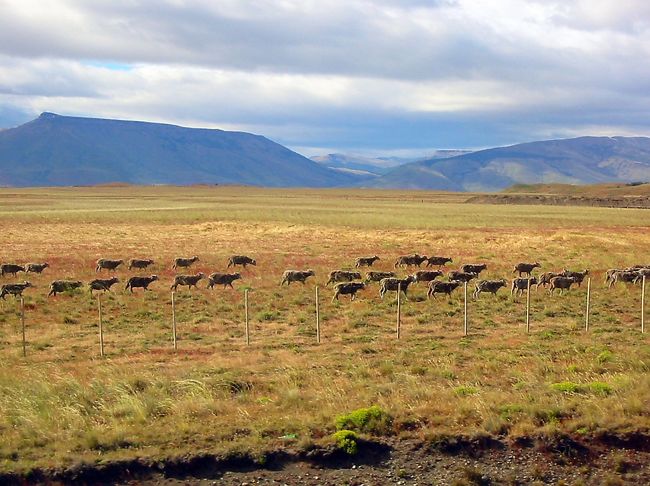 水を求めて数百メートルの行進