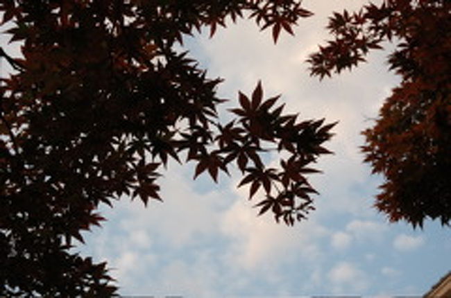 空を見上げると・・・紅葉とブルーのコントラストがなんとも言えず綺麗。