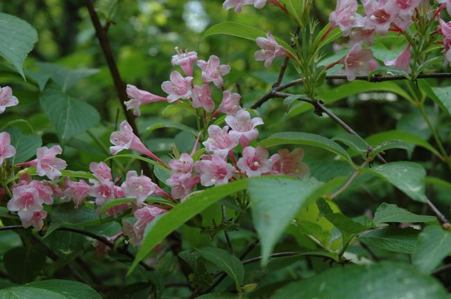 ピンクの小さな花。