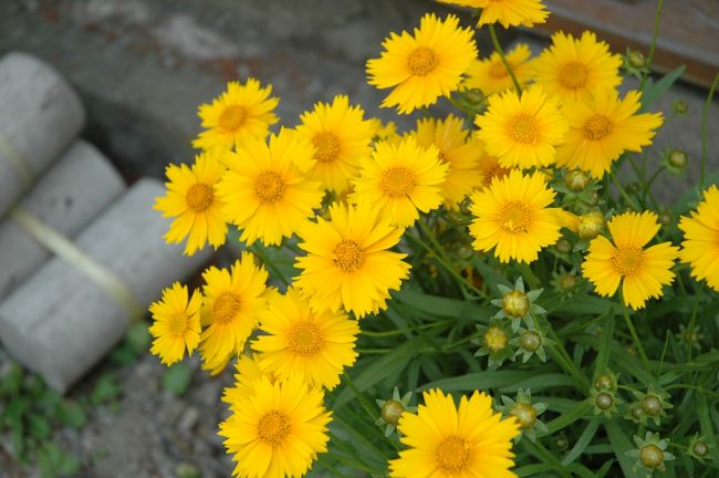 カフェの横に咲いていた小さな花☆<br />オレンジ色が綺麗。