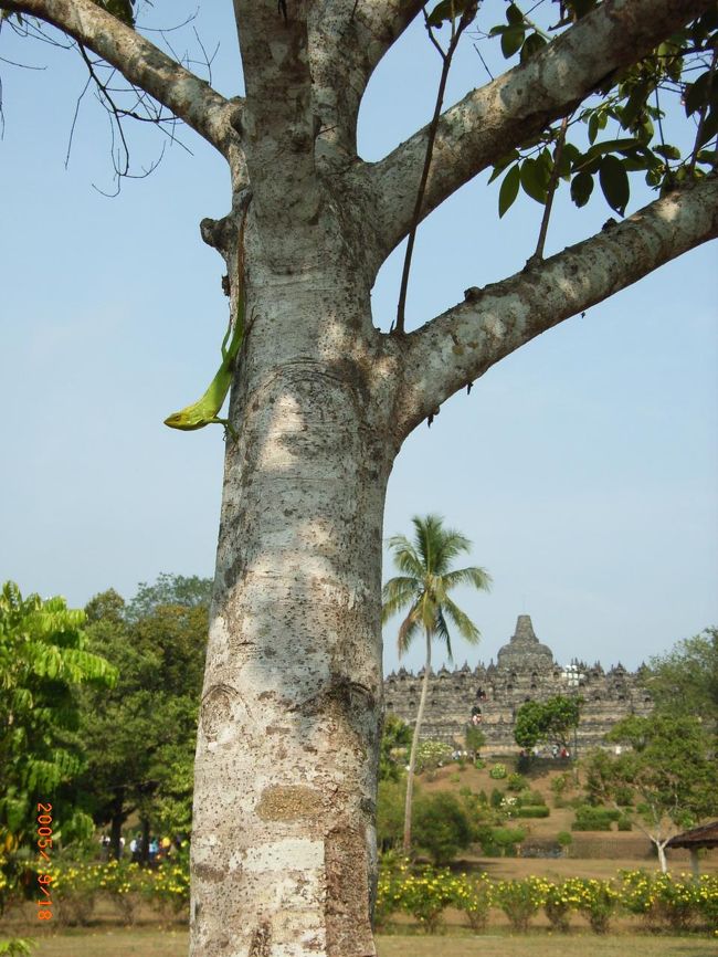 実は木の幹のところに『トカゲ(?!)』がいます！<br /><br />南国だからでしょうか、ほかにも2匹見かけました。