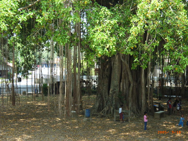 ものすごく大きな木！<br />子供たちが遊んでいます。