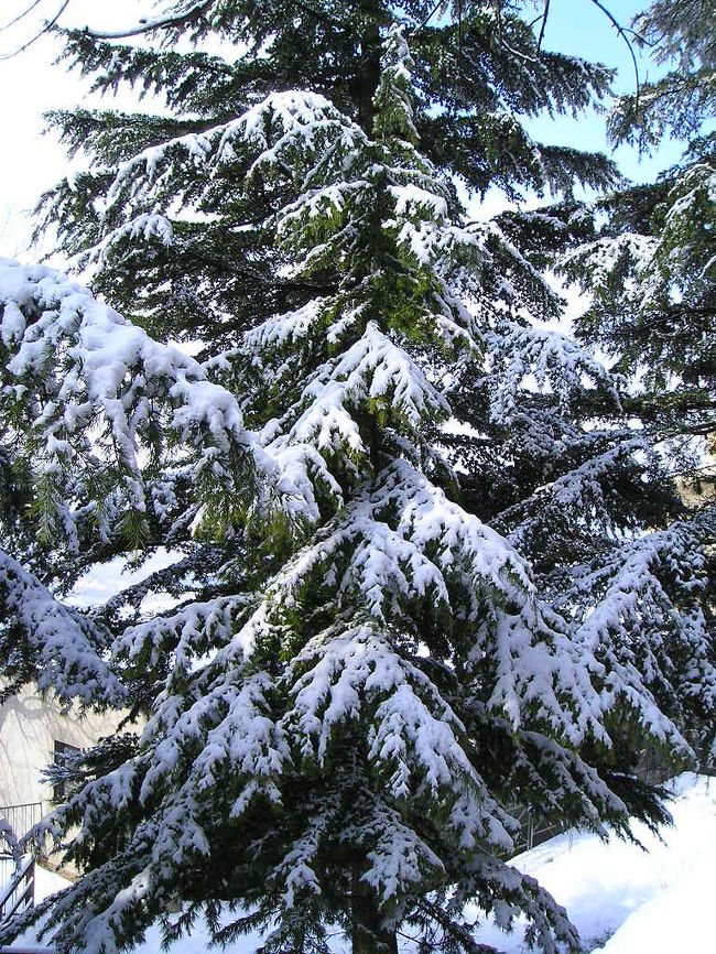 松の木もこの通り。